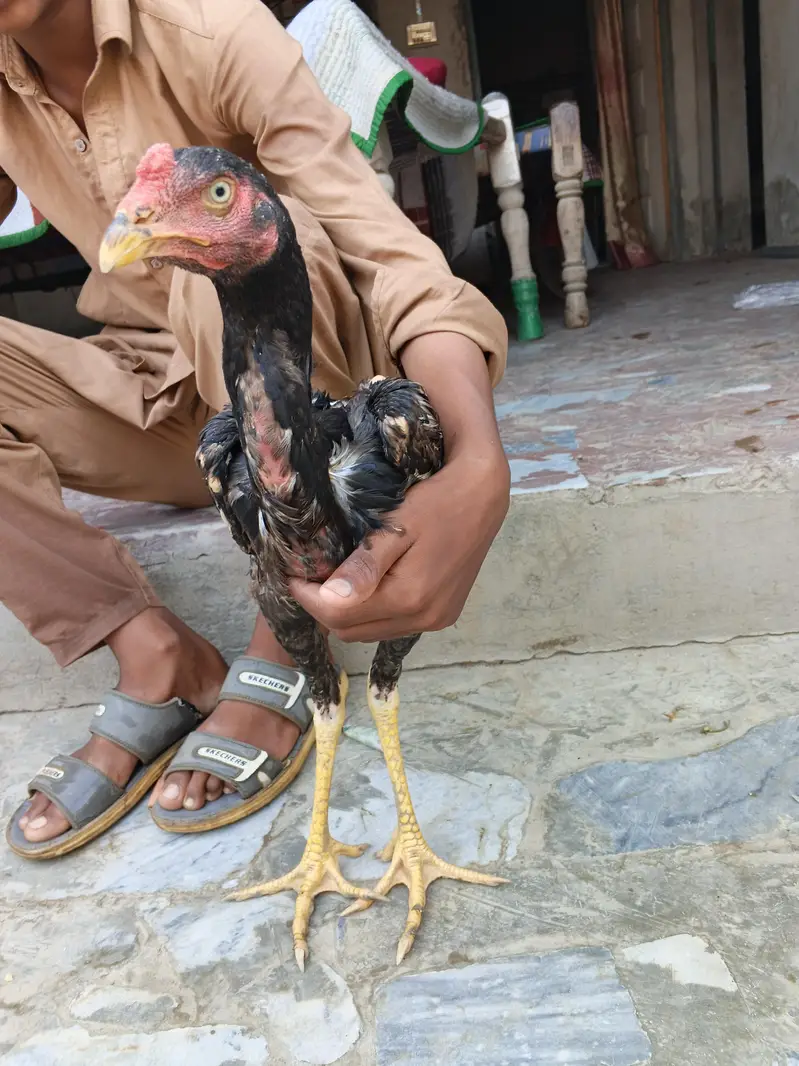 Mianwali Aseel morga — photo 2