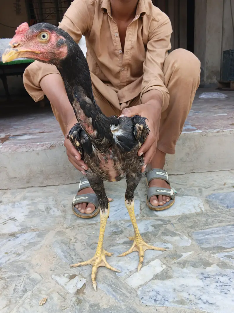 Mianwali Aseel morga — photo 3