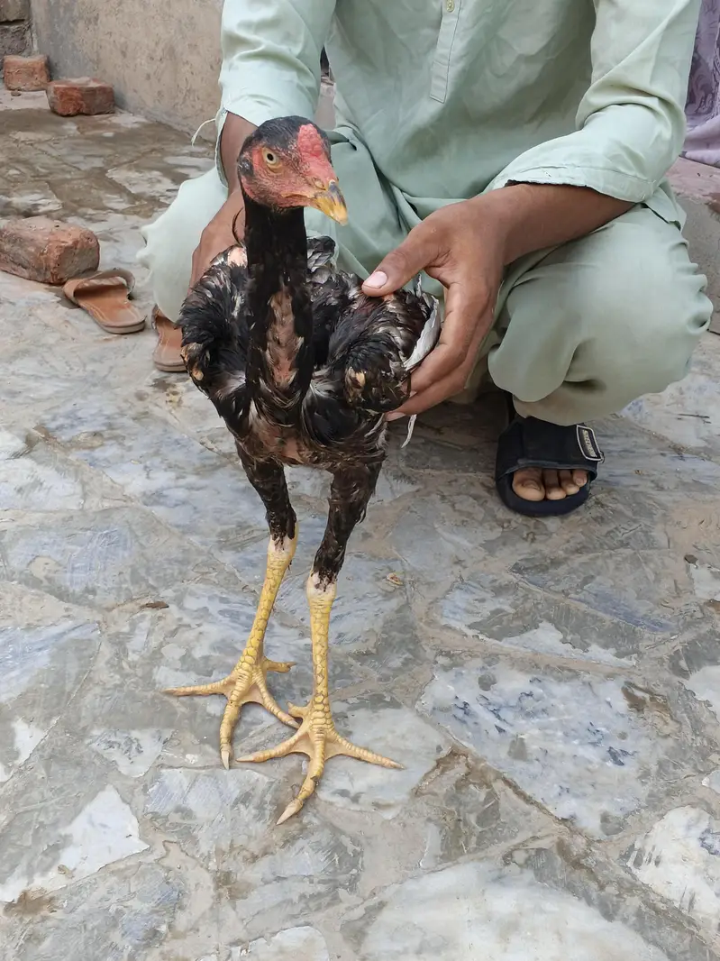 Mianwali Aseel morga — photo 4