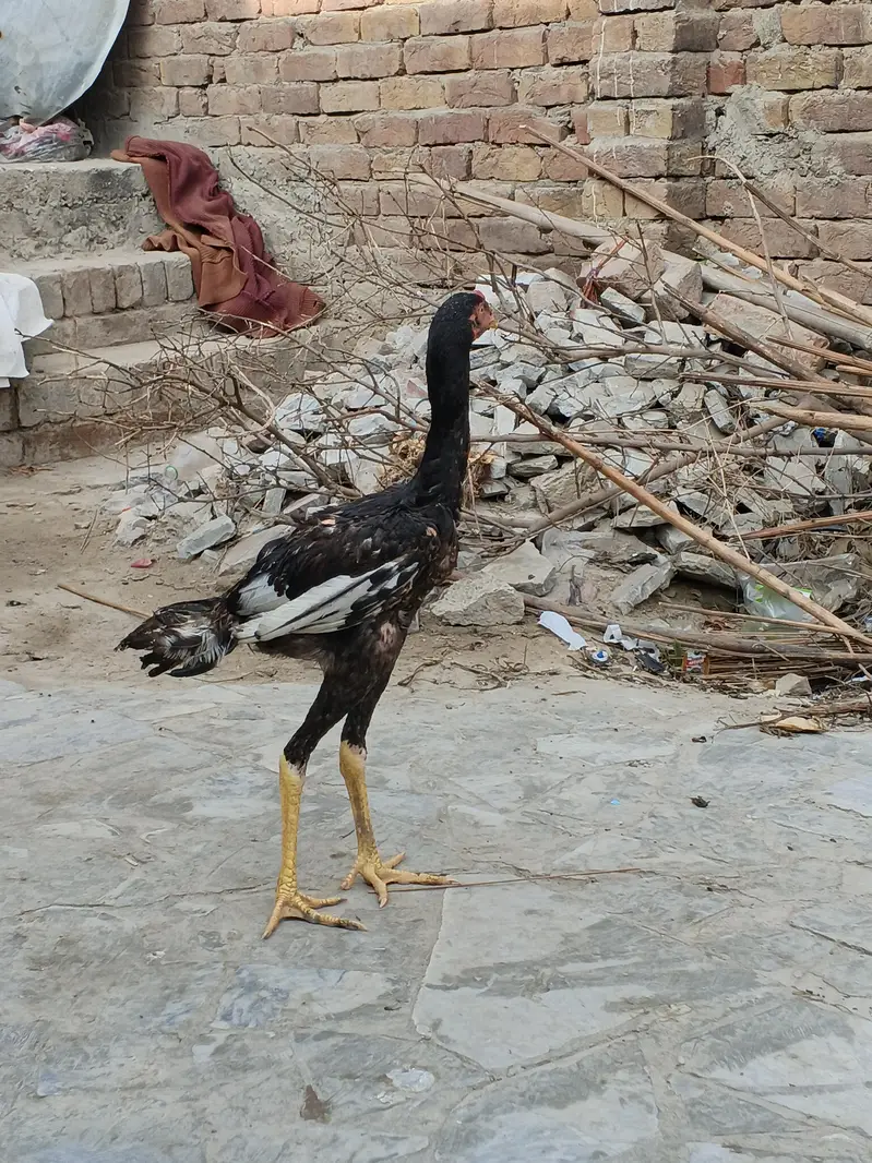 Mianwali Aseel morga — photo 5