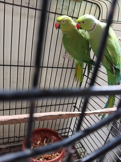 Green Ringneck Breeder Pair