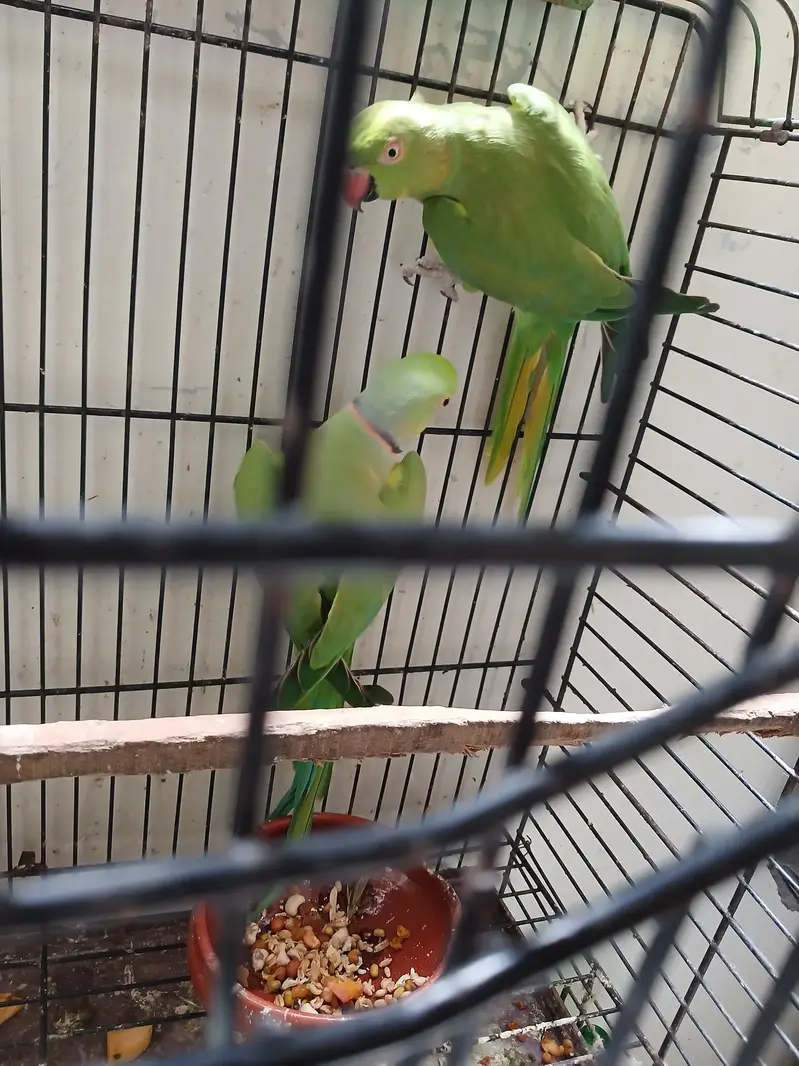 Green Ringneck Breeder Pair — photo 2