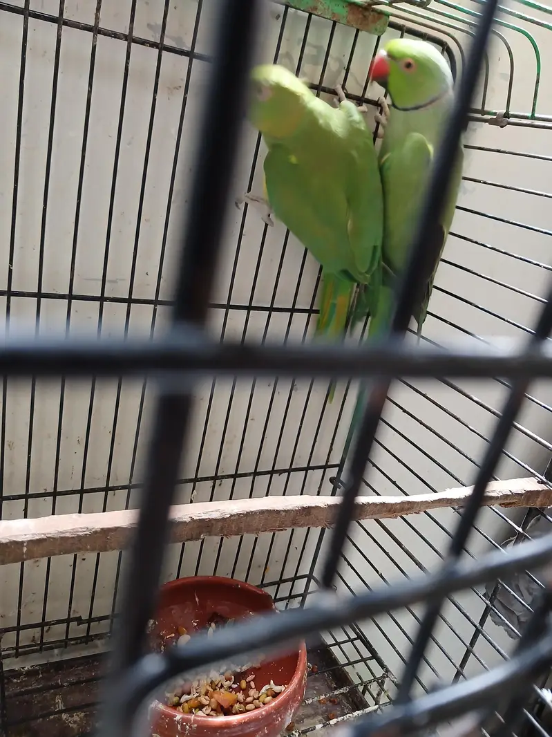 Green Ringneck Breeder Pair — photo 3
