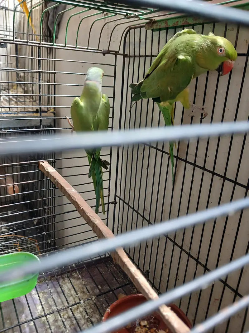 Green Ringneck Breeder Pair — photo 4