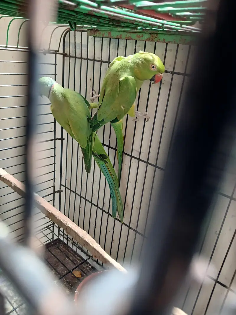 Green Ringneck Breeder Pair — photo 5