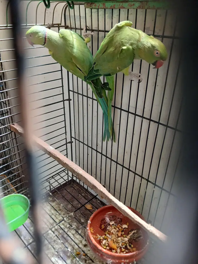 Green Ringneck Breeder Pair — photo 6