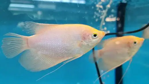 healthy and active white giant gourami 6.5 to 7 inch hai takreban