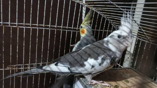 breeder cocktail pair