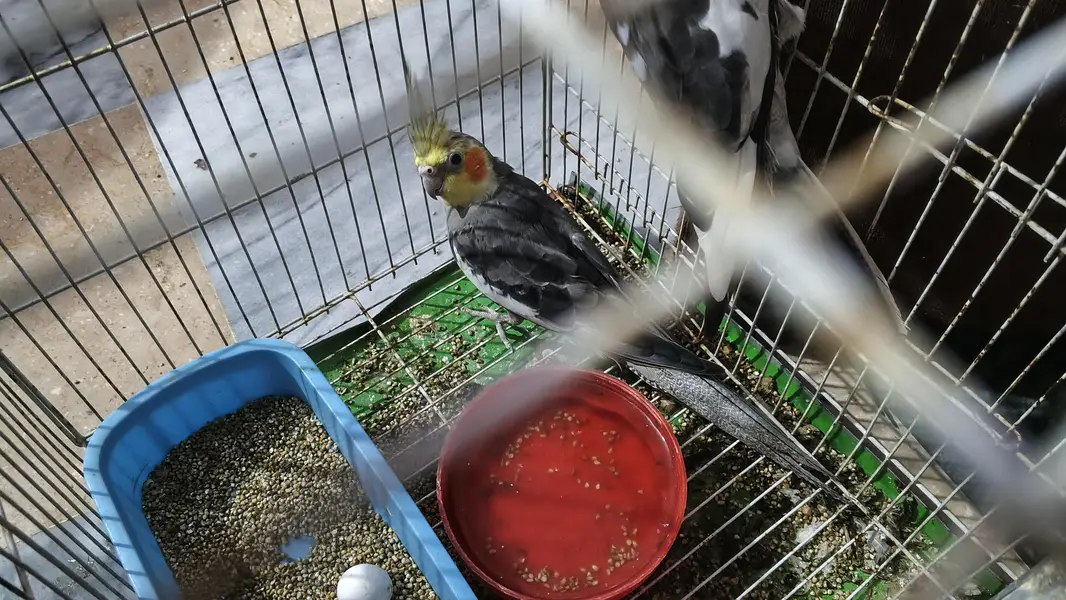 breeder cocktail pair — photo 2