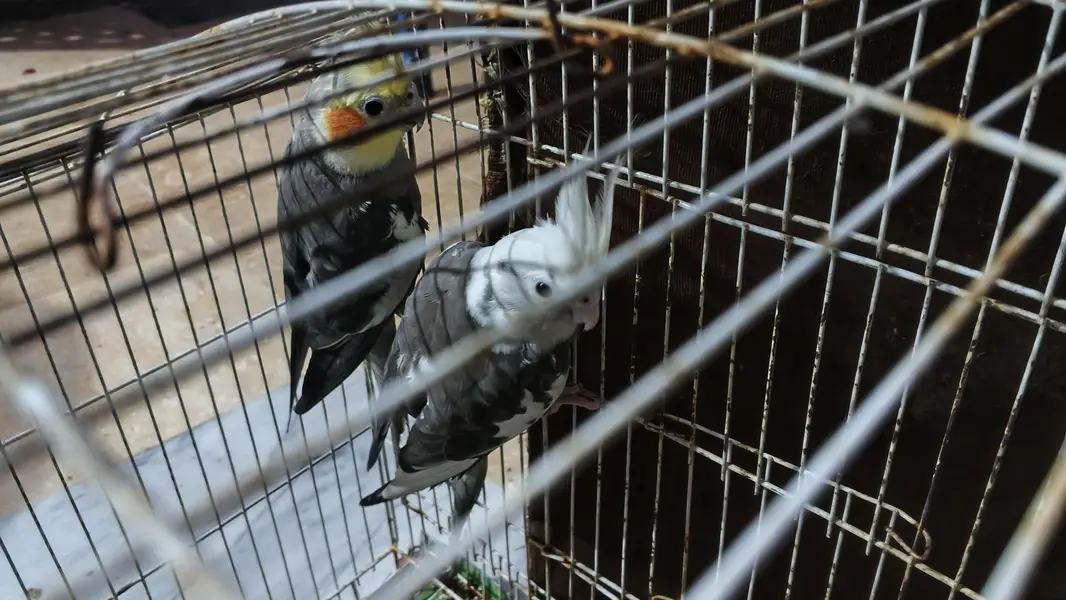 breeder cocktail pair — photo 3
