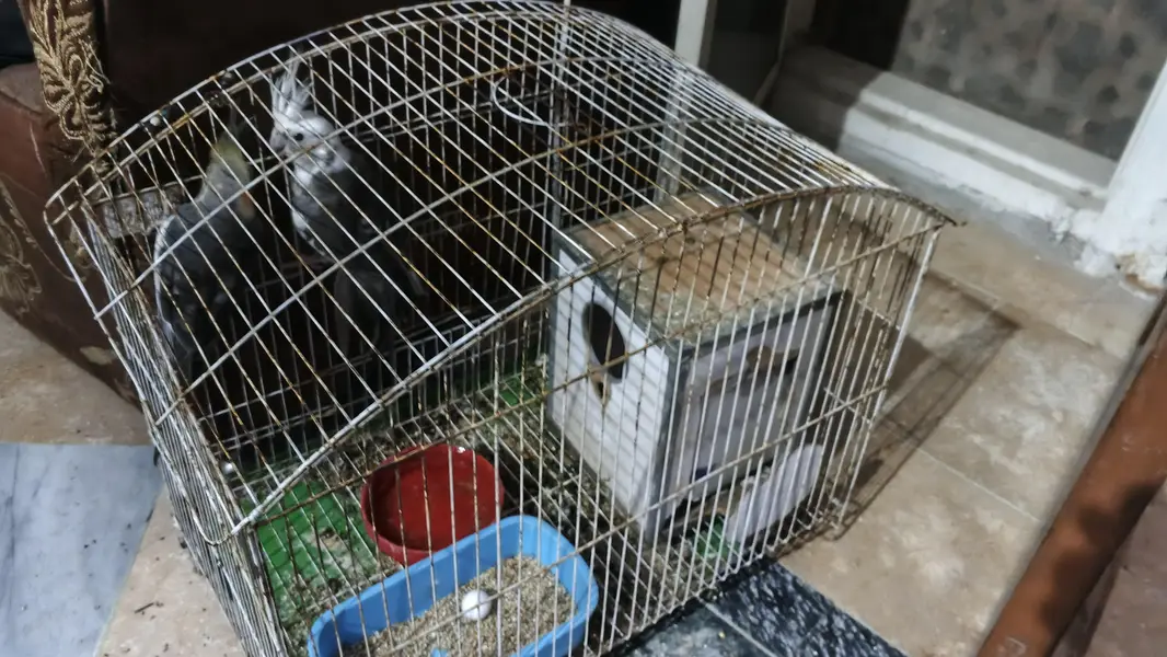 breeder cocktail pair — photo 4