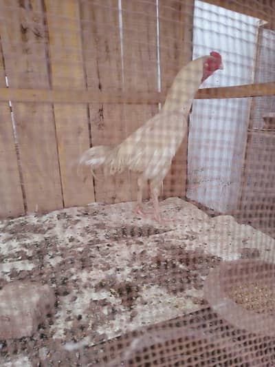 heera aseel for sale