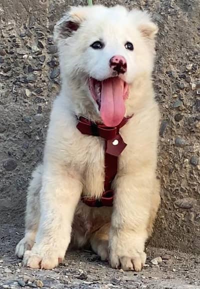 King alabai | alabai puppies pair | alabai dog for sale | Alabai