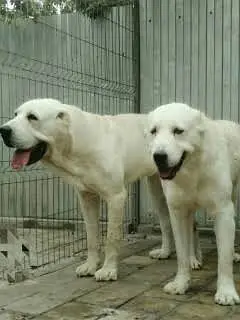 King alabai | alabai puppies pair | alabai dog for sale | Alabai — photo 2