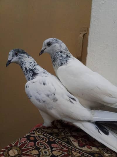 Sialkoti Grented Pair