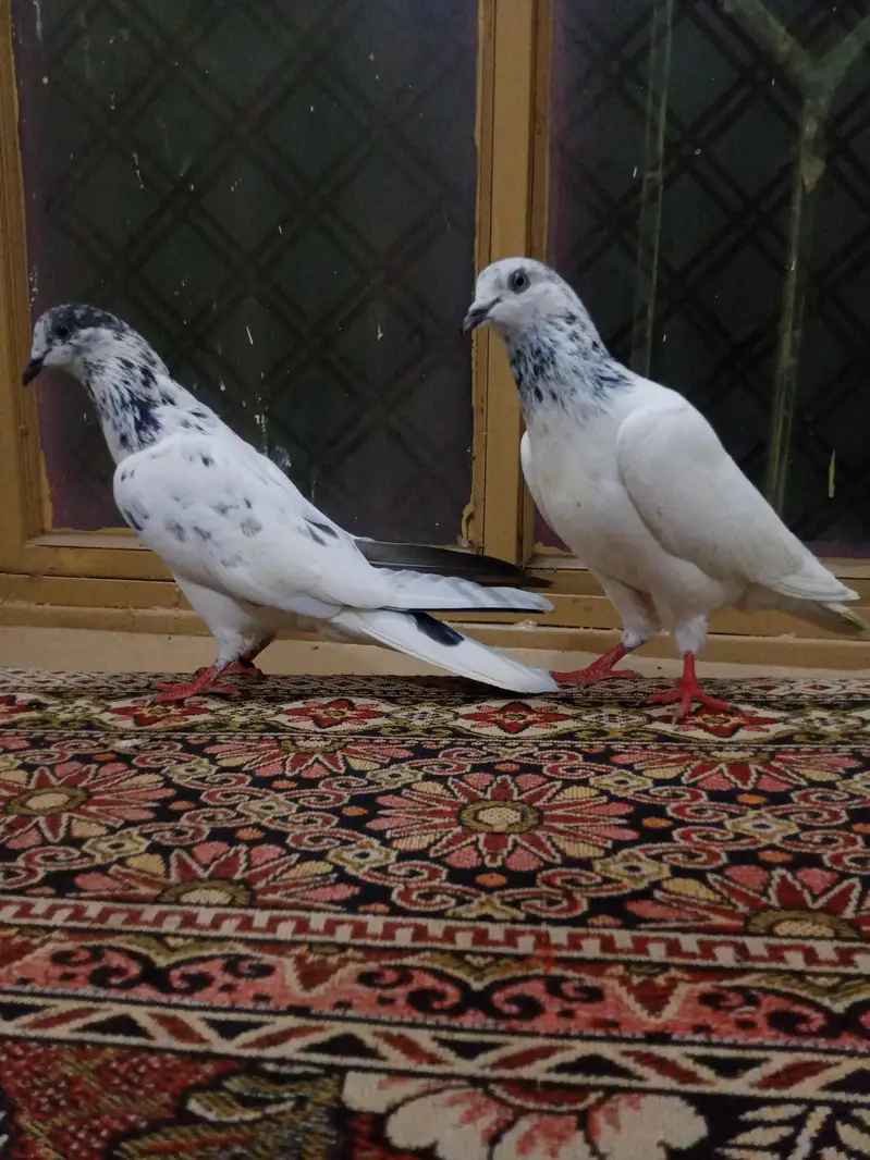 Sialkoti Grented Pair — photo 2
