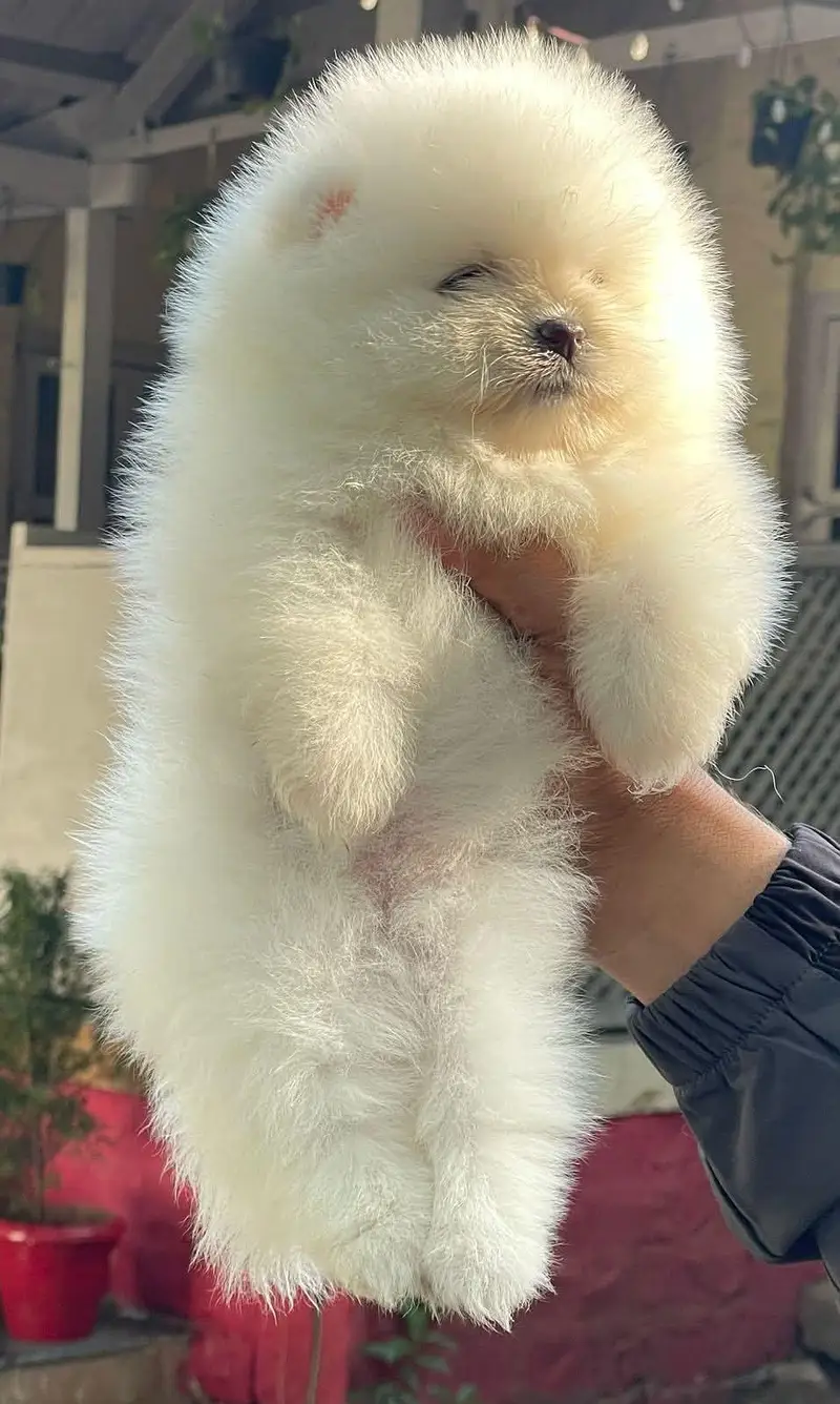 TEA CUP POMERANIAN PUPPIES ARE AVAILABLE FOR IMPORT — photo 2
