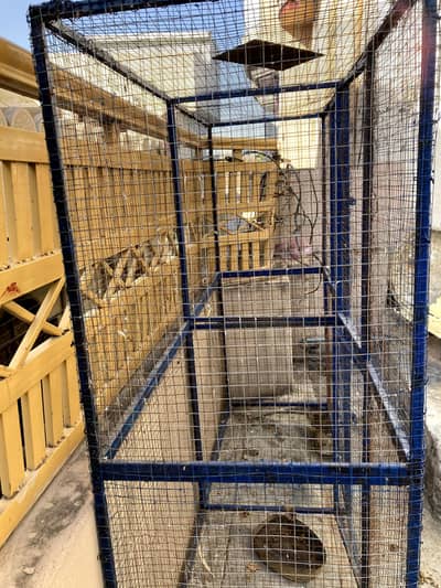 Flying cage for birds