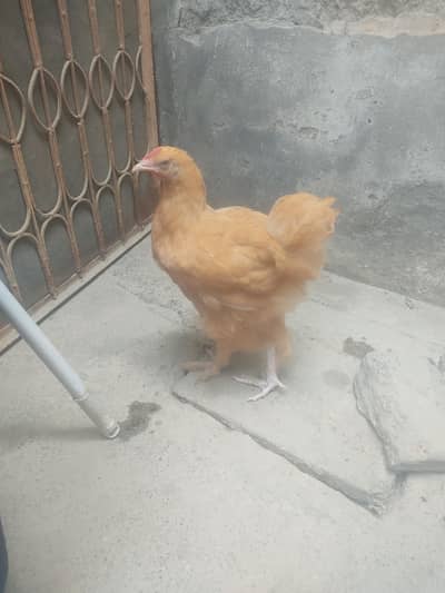 buff hen