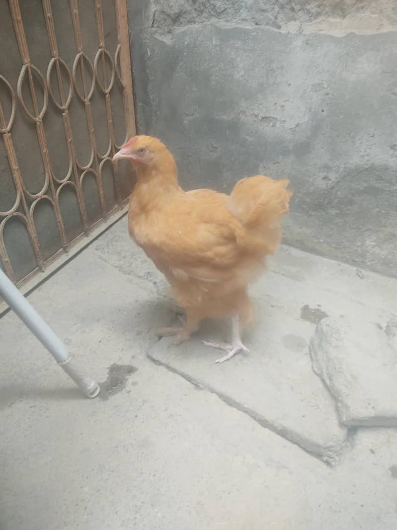 buff hen 1