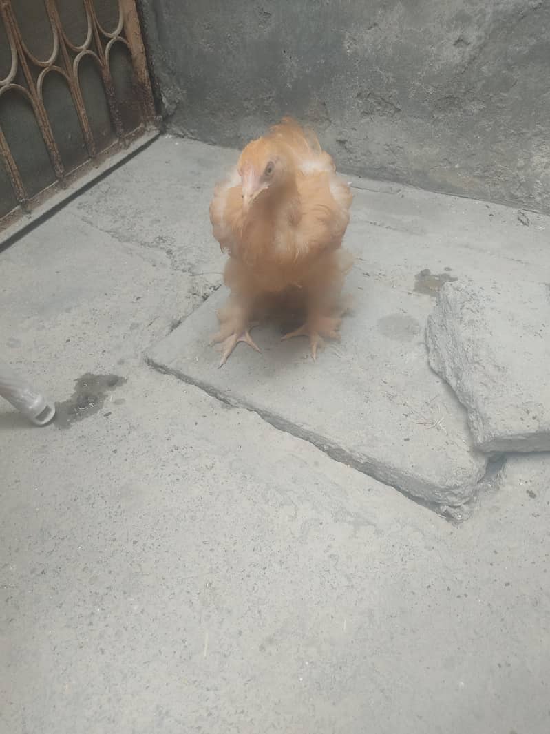 buff hen 2