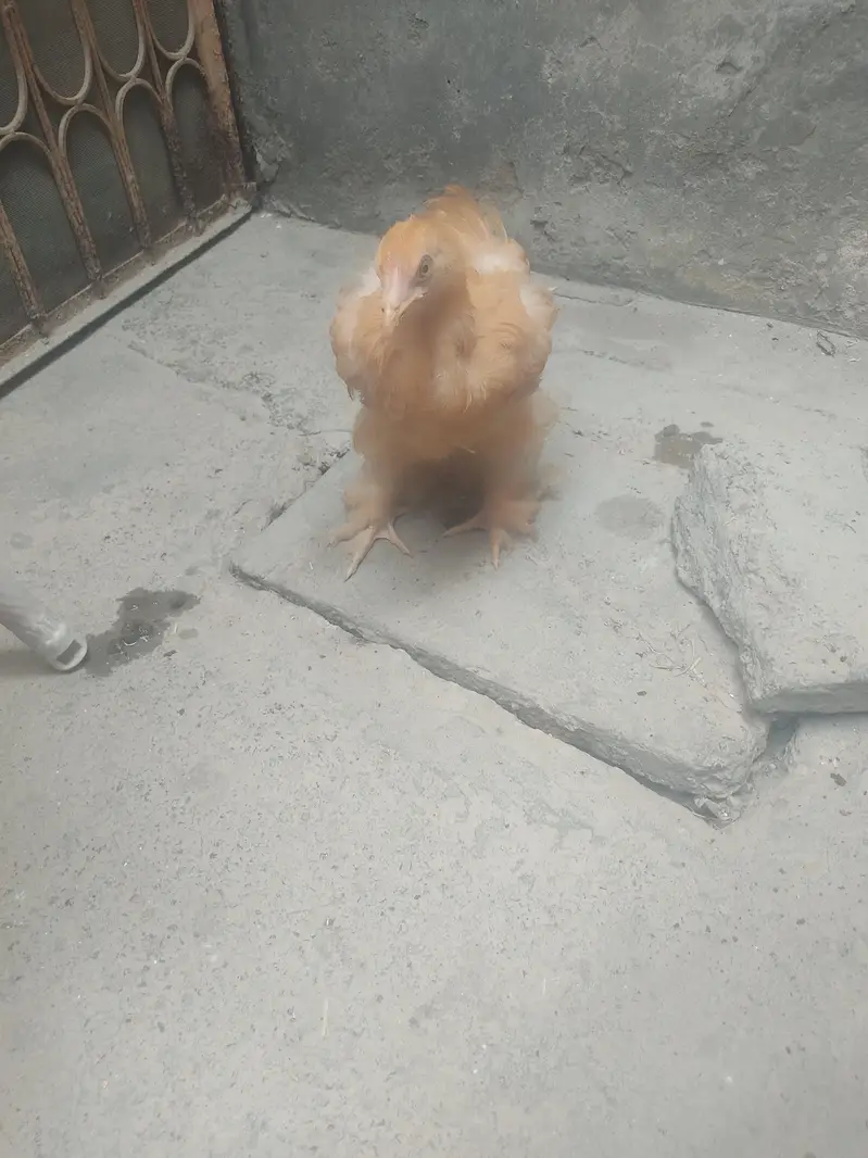buff hen — photo 3