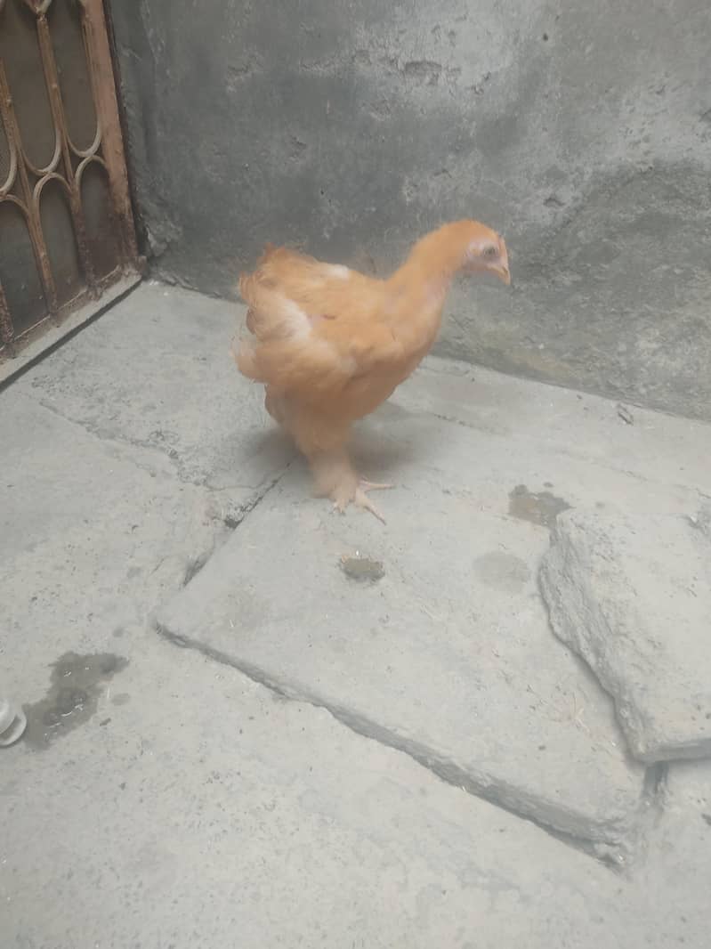 buff hen 3