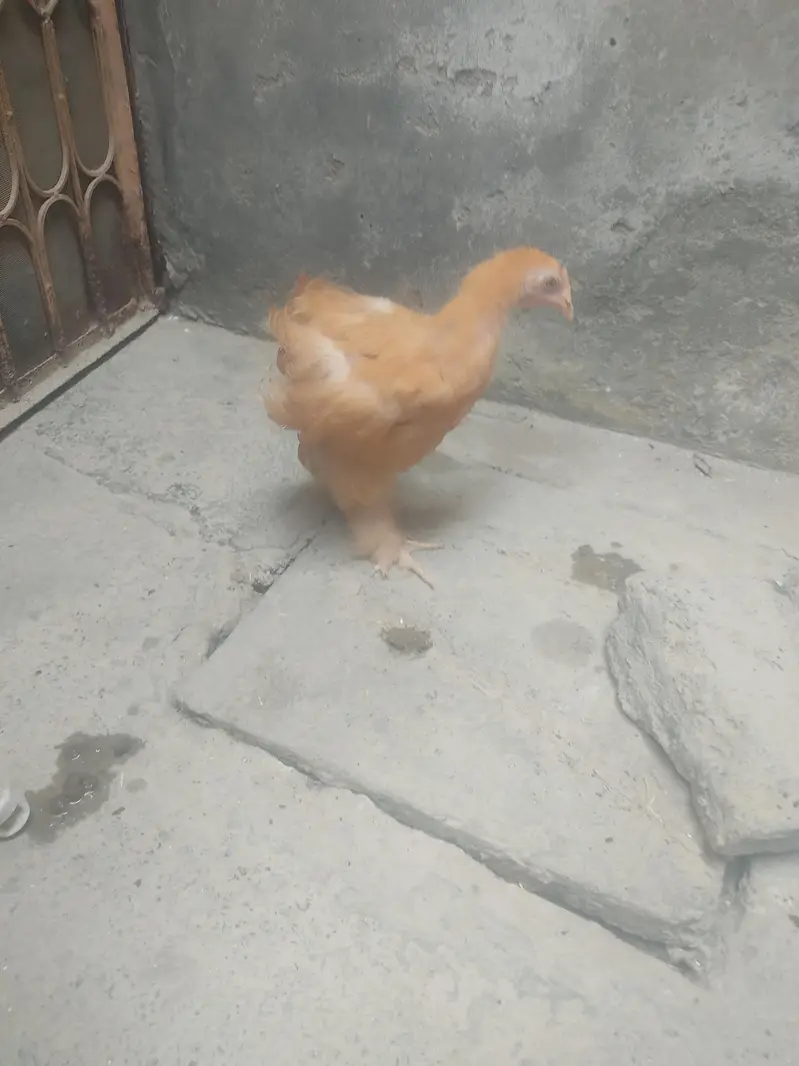 buff hen — photo 4