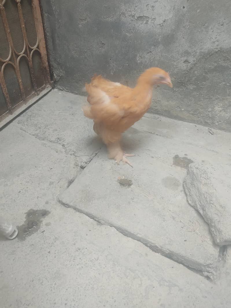 buff hen 4