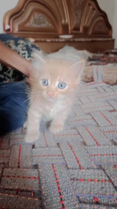 kitten for sale