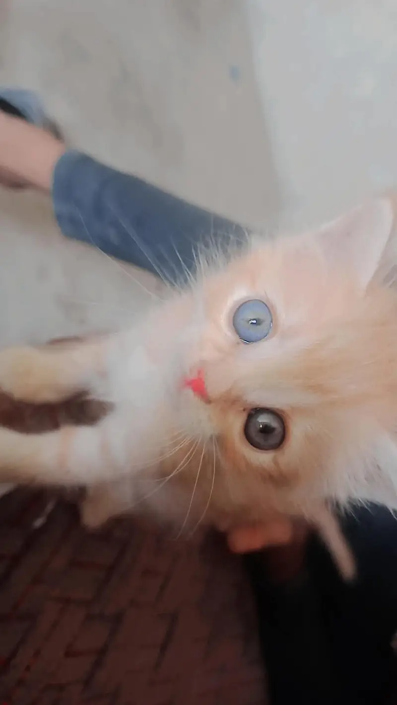 kitten for sale — photo 2