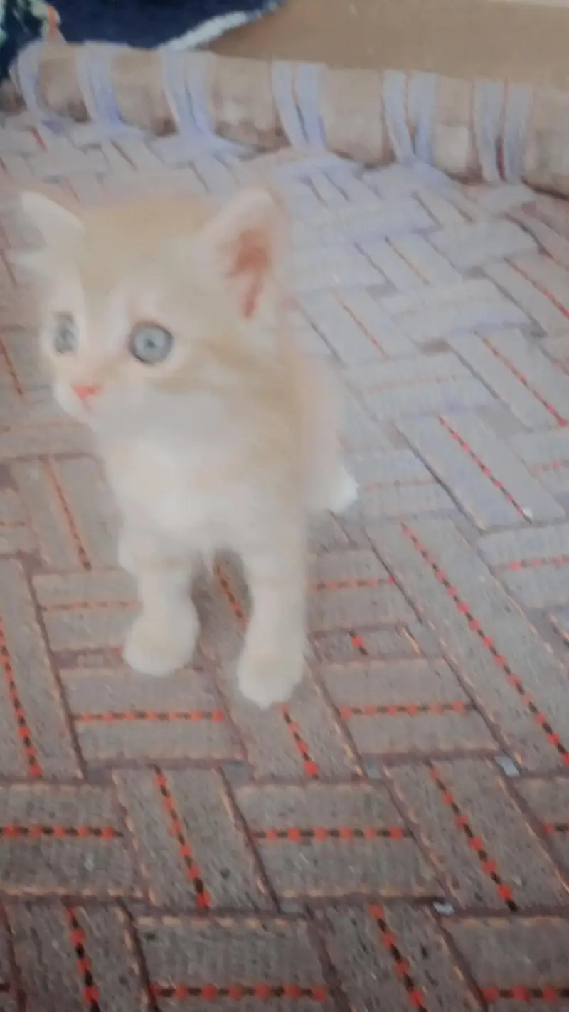 kitten for sale — photo 3