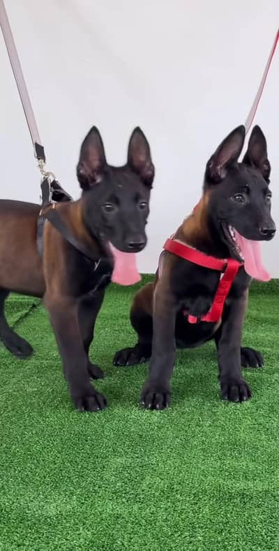 BELGIUM MALINOIS PUPPIES ARE AVAILABLE FOR IMPORT