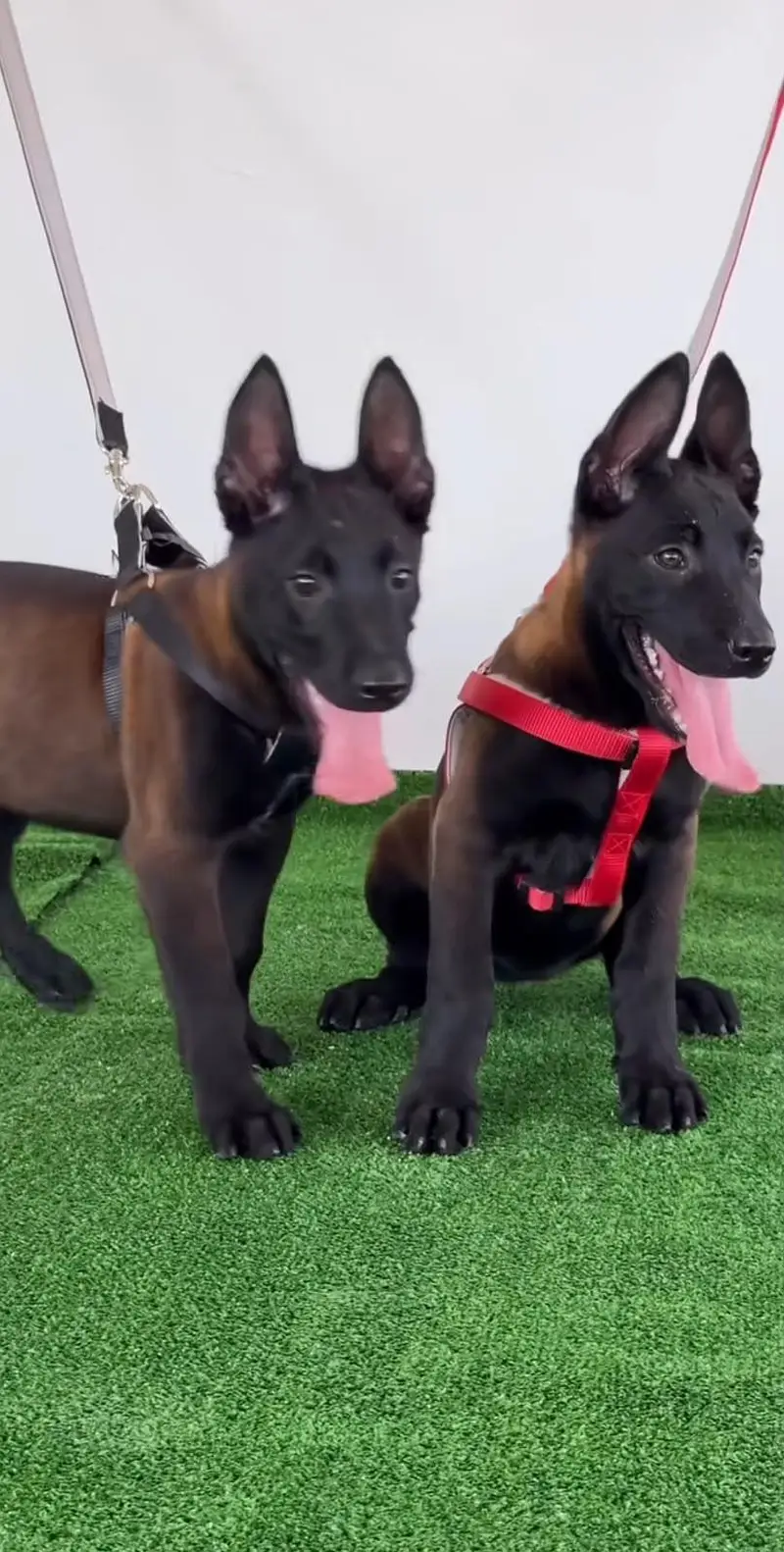 BELGIUM MALINOIS PUPPIES ARE AVAILABLE FOR IMPORT