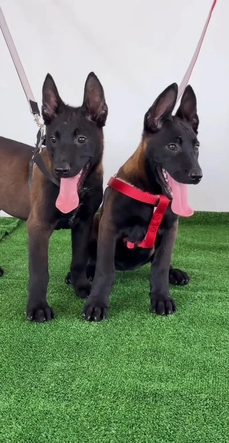BELGIUM MALINOIS PUPPIES ARE AVAILABLE FOR IMPORT — photo 3