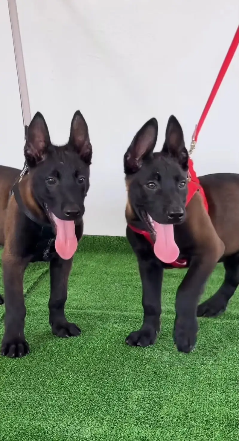 BELGIUM MALINOIS PUPPIES ARE AVAILABLE FOR IMPORT — photo 4