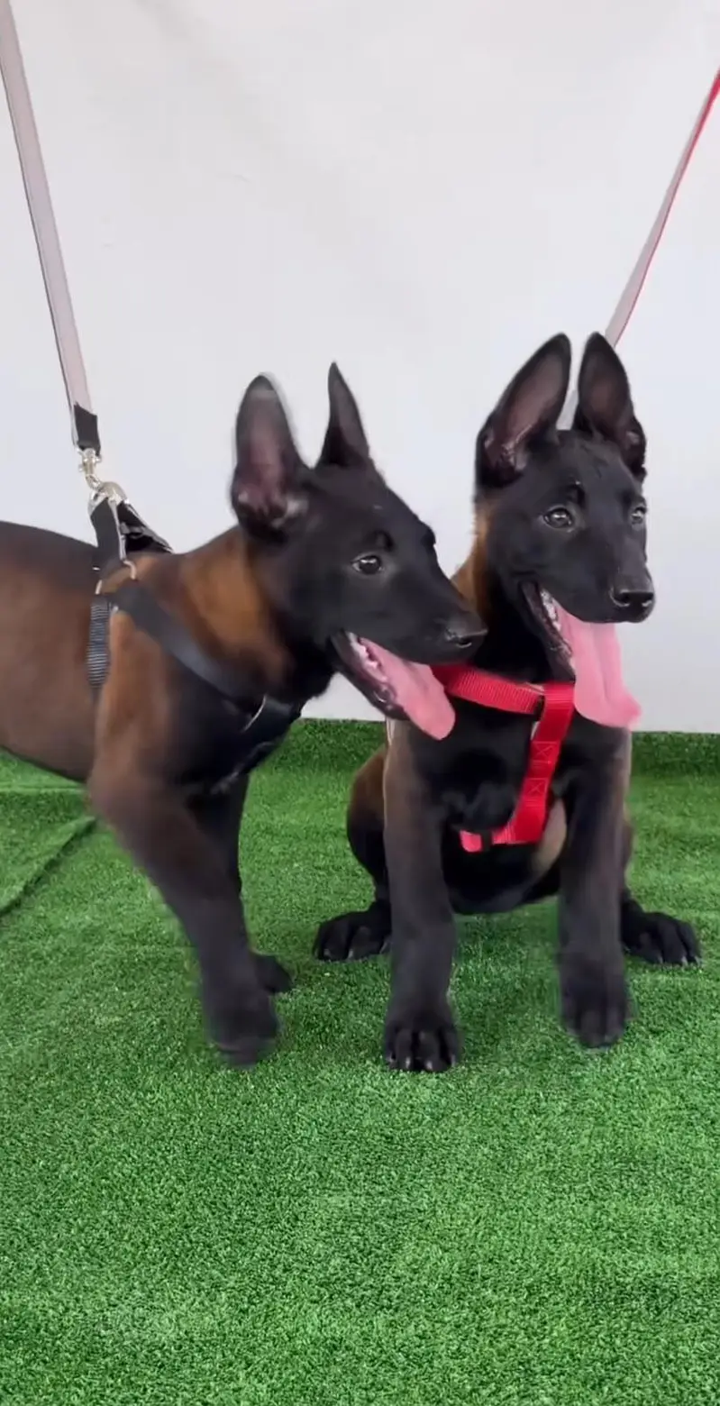 BELGIUM MALINOIS PUPPIES ARE AVAILABLE FOR IMPORT — photo 5