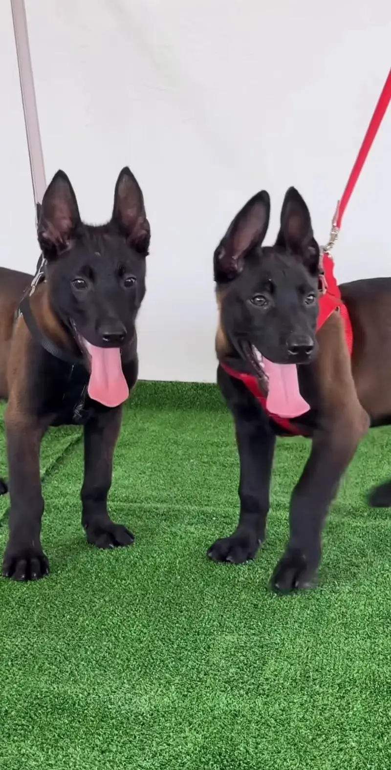 BELGIUM MALINOIS PUPPIES ARE AVAILABLE FOR IMPORT — photo 6