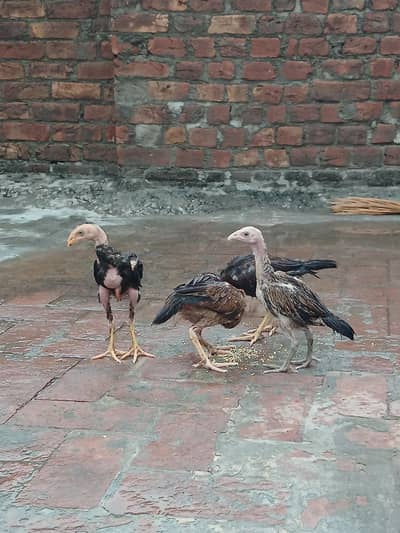 aseel chicks