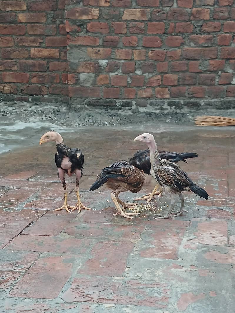 aseel chicks 0