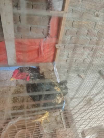 arjunet sale Bird 