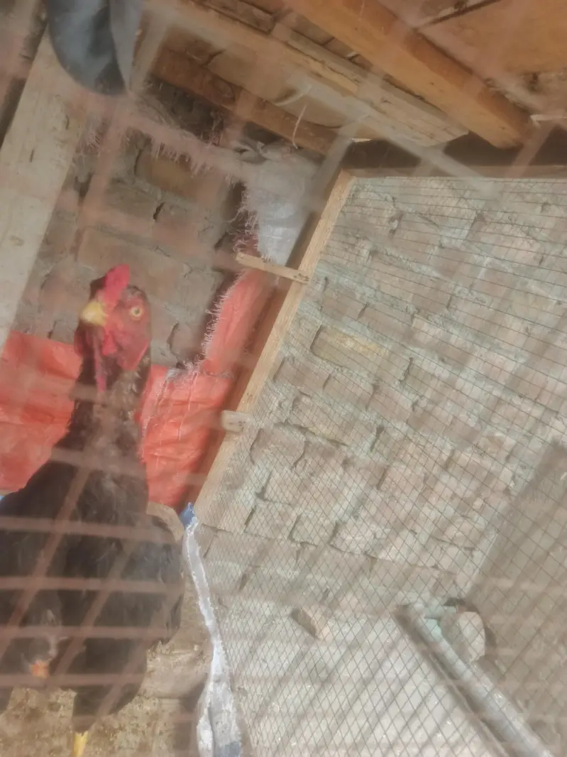 arjunet sale Bird  — photo 3
