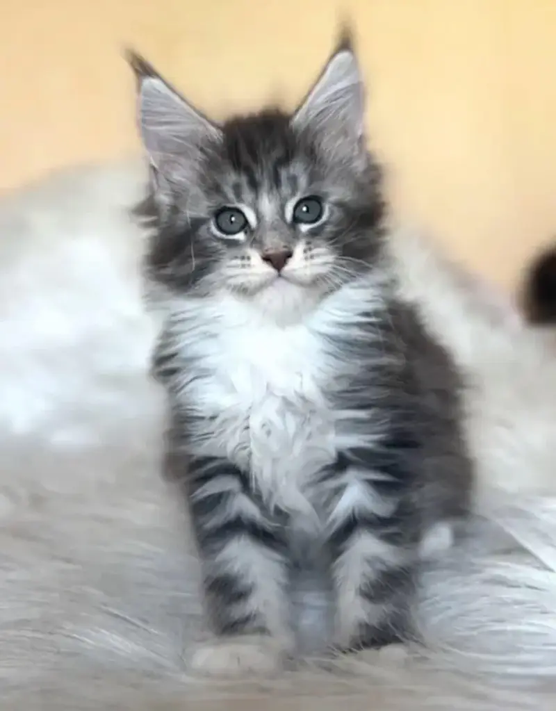TOP QUALITY MAINE COON KITTENS AVAILABLE FOR IMPORT