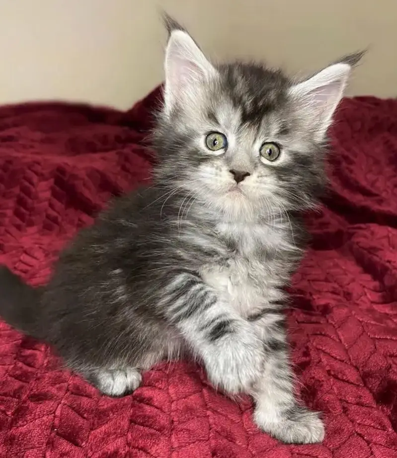 TOP QUALITY MAINE COON KITTENS AVAILABLE FOR IMPORT — photo 2