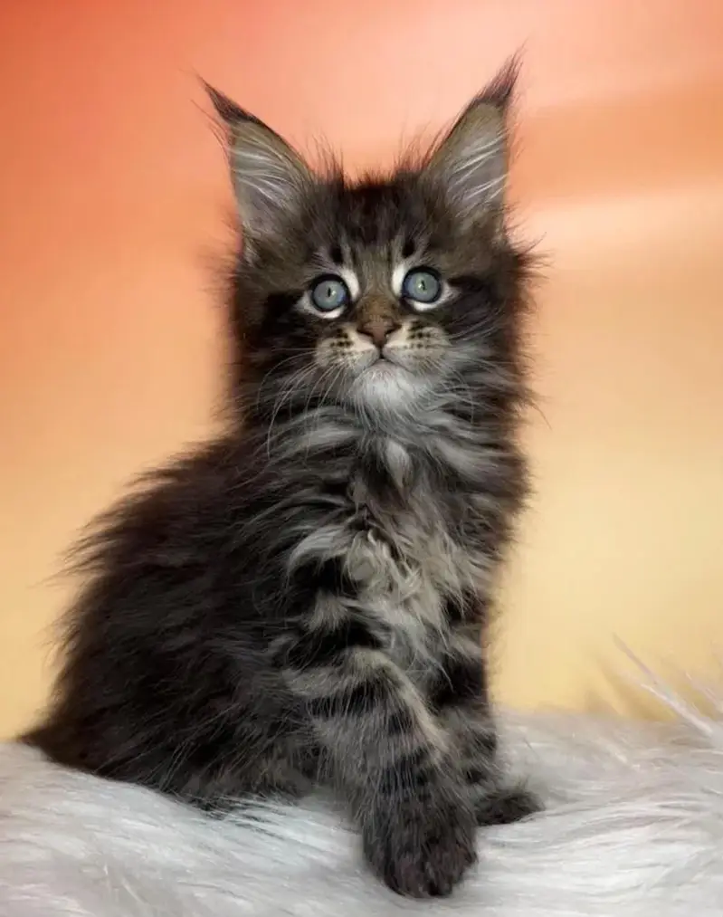 TOP QUALITY MAINE COON KITTENS AVAILABLE FOR IMPORT — photo 3