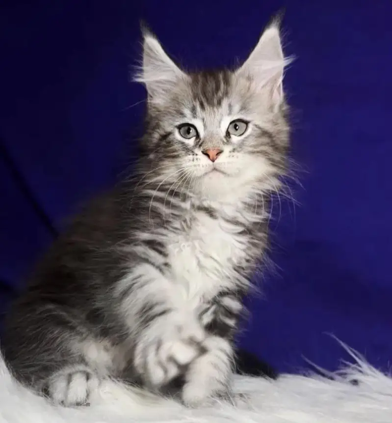 TOP QUALITY MAINE COON KITTENS AVAILABLE FOR IMPORT — photo 4
