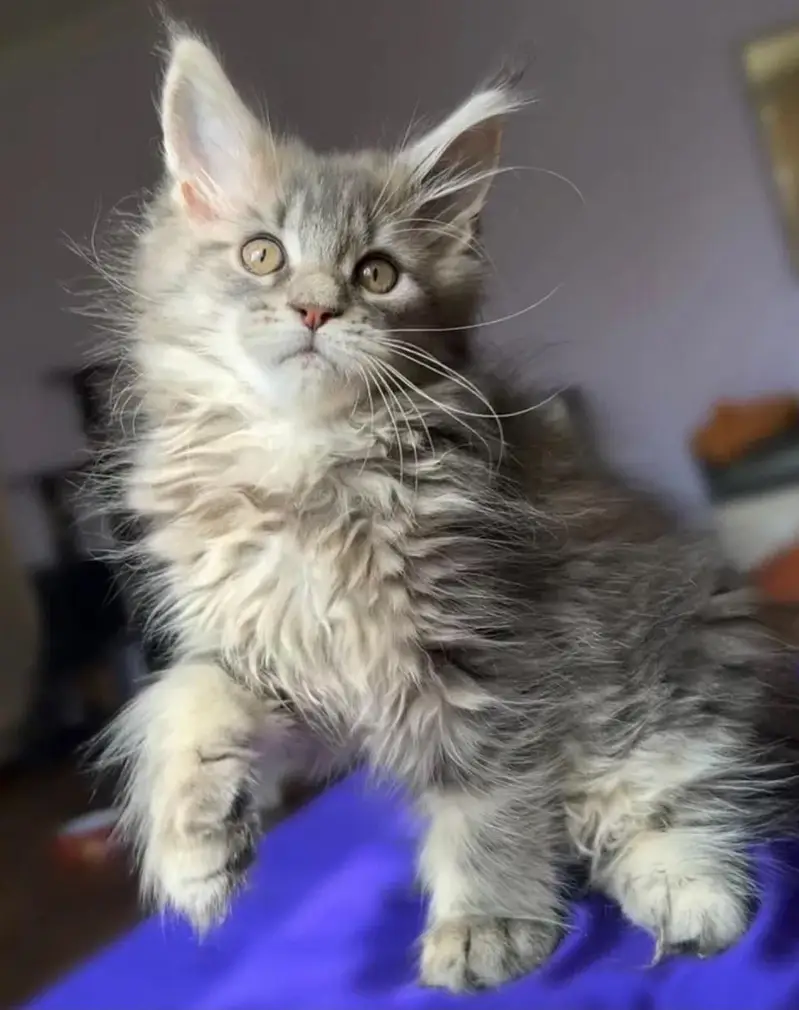 TOP QUALITY MAINE COON KITTENS AVAILABLE FOR IMPORT — photo 5