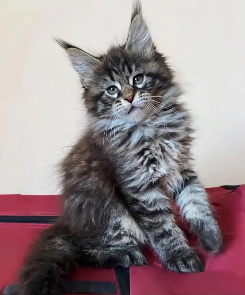 TOP QUALITY MAINE COON KITTENS AVAILABLE FOR IMPORT — photo 6