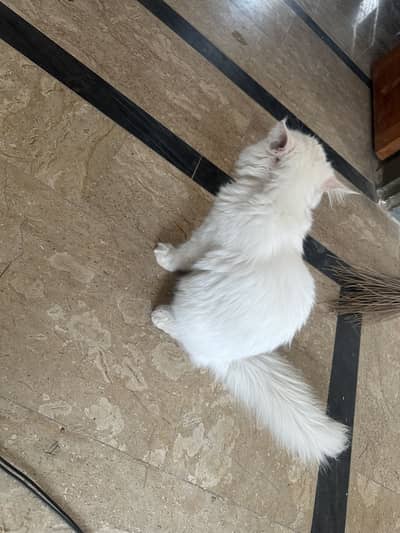Male cat