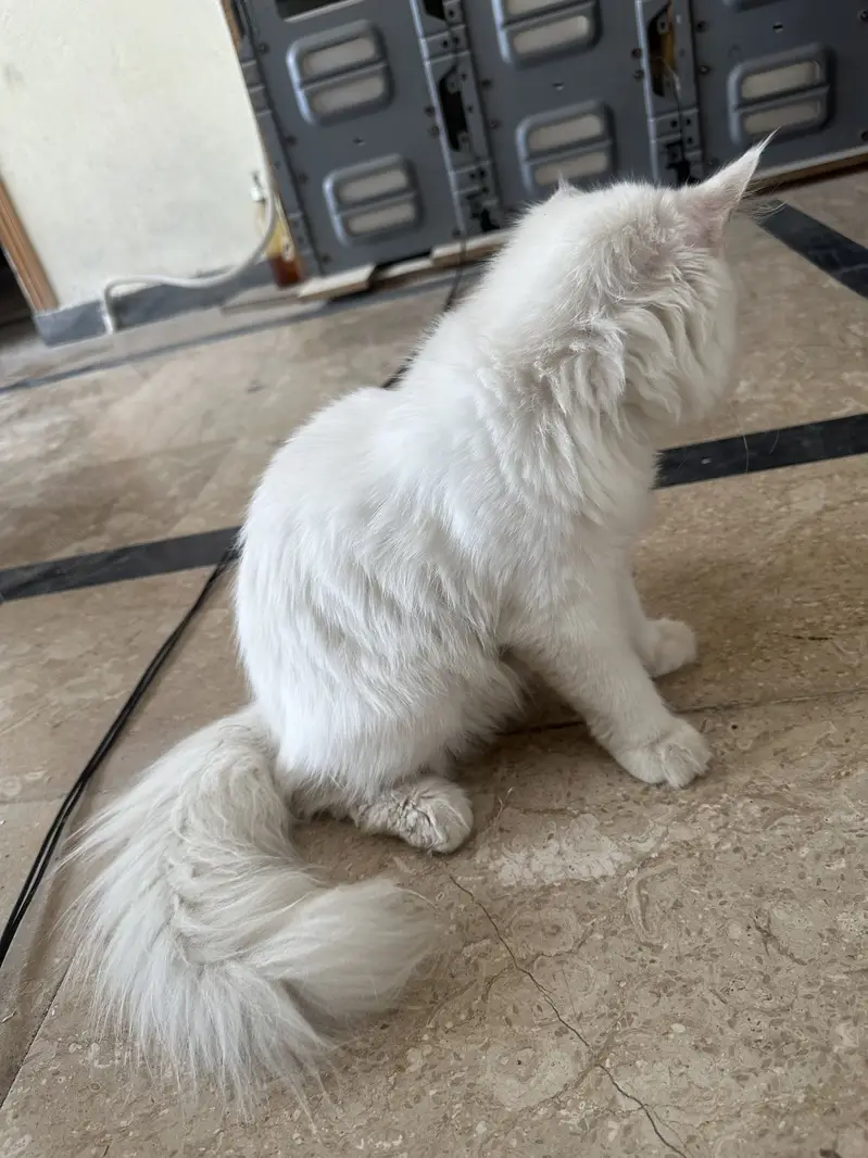 Male cat — photo 2